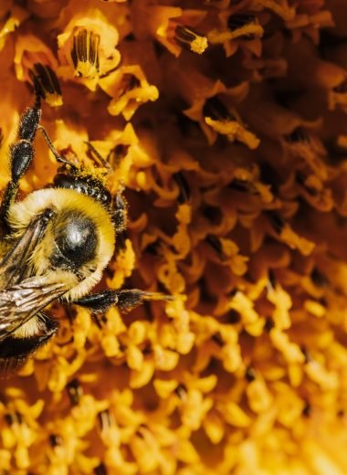Pollinator Education Programs