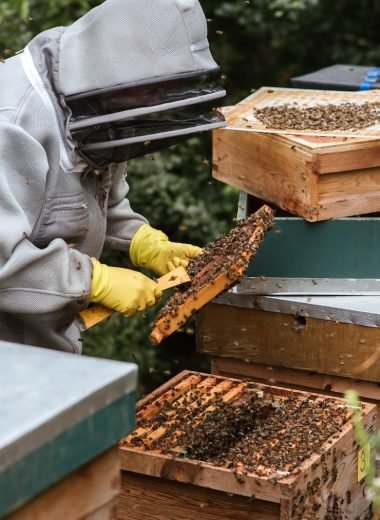 Beehive Rental Programs