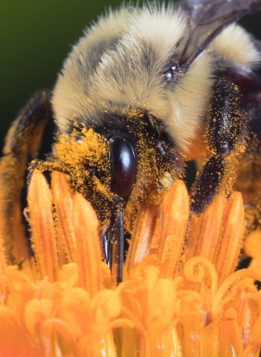 Queen Bee Rearing